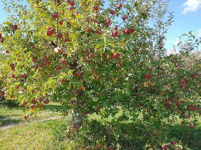 Proper timing for autumn fertilisation