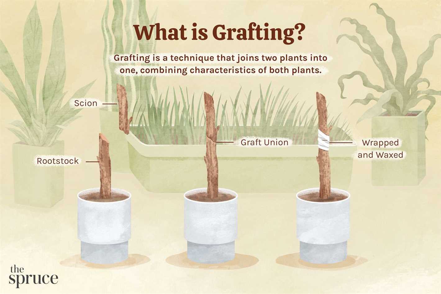 Autumn Grafting: A Comprehensive Guide