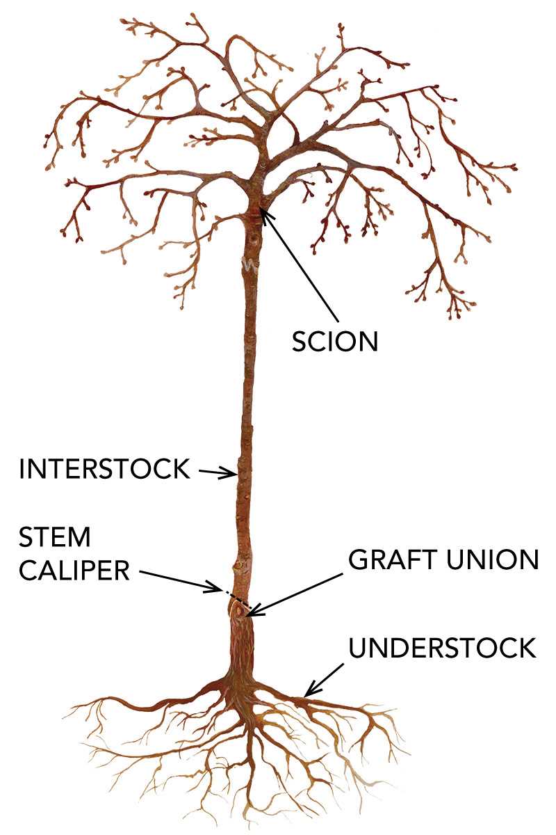 2. Disease Resistance