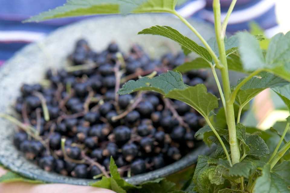 Currant Bud Mites