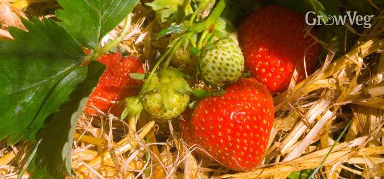 Advantages of Planting Garlic over Strawberries: