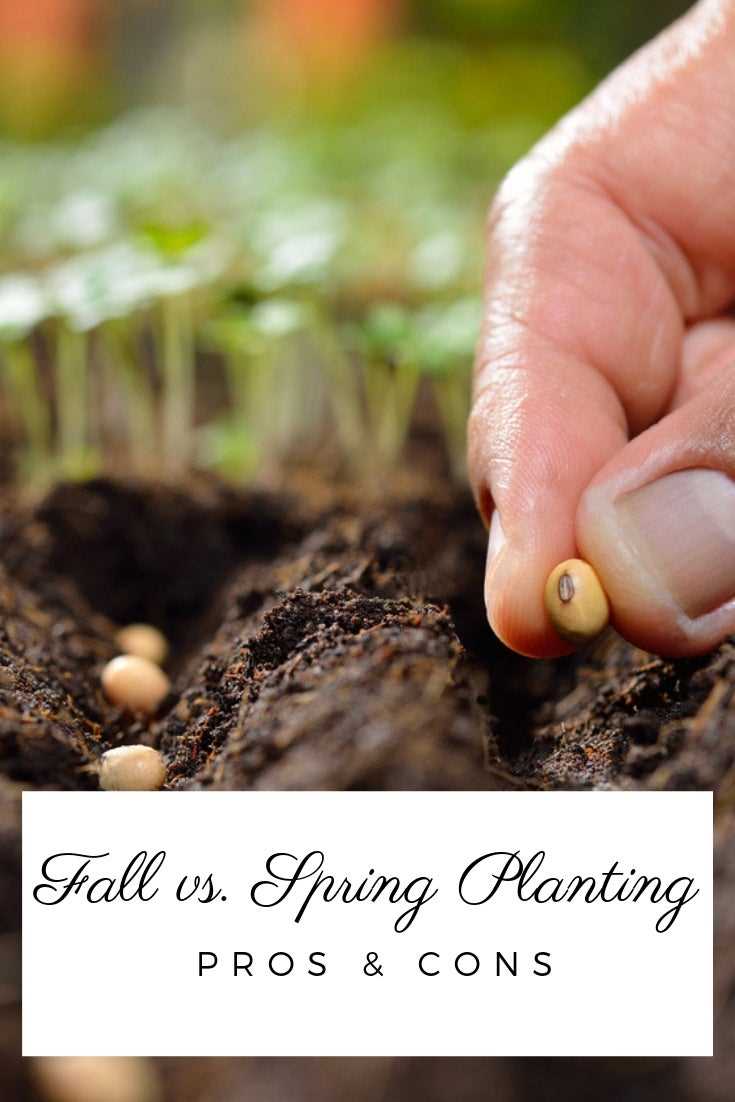 Caring for Seedlings During Winter