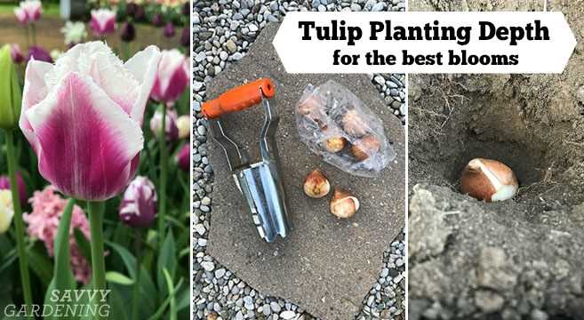 How Deep Should Tulip Bulbs be Planted?