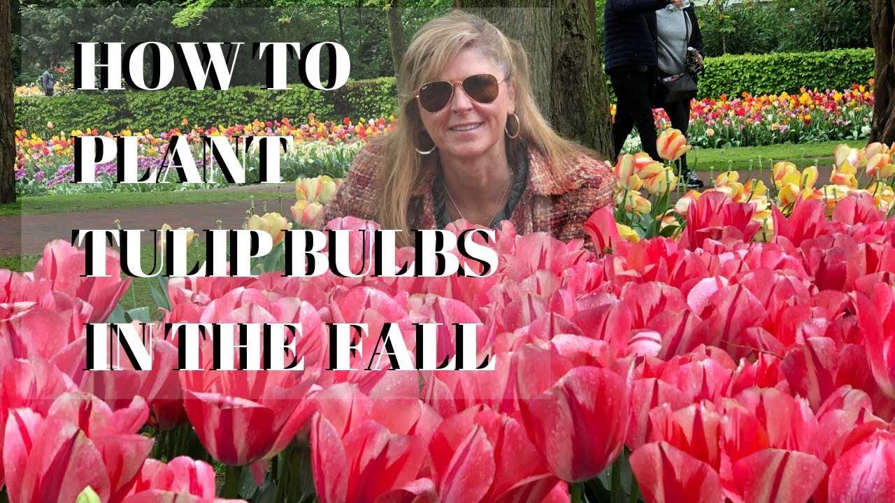 When to Plant Tulip Bulbs for Stunning Spring Blooms