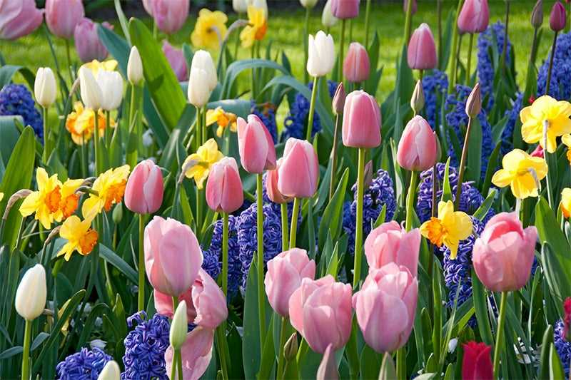 Best Time to Plant Tulips and Daffodils