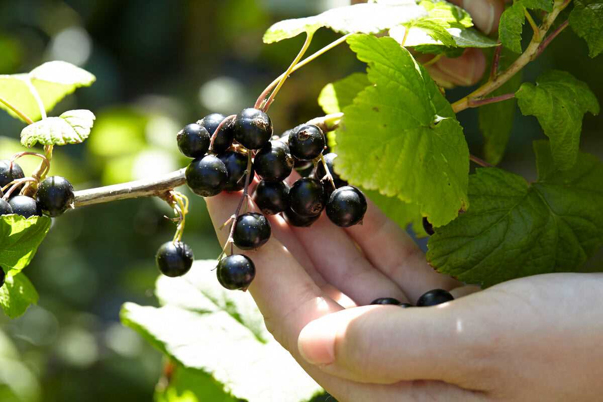 autumn pruning of blackcurrants which shoots shoul cssatug6