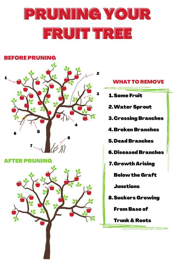 1. Pruning Tools