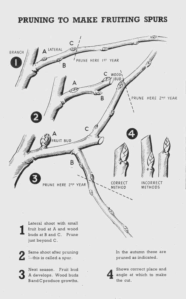 5. Consider the Fruiting Habit