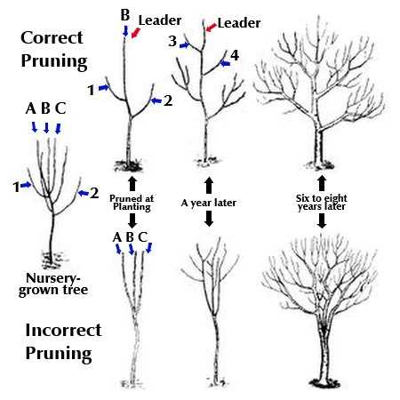 1. Identify the diseased or damaged branches