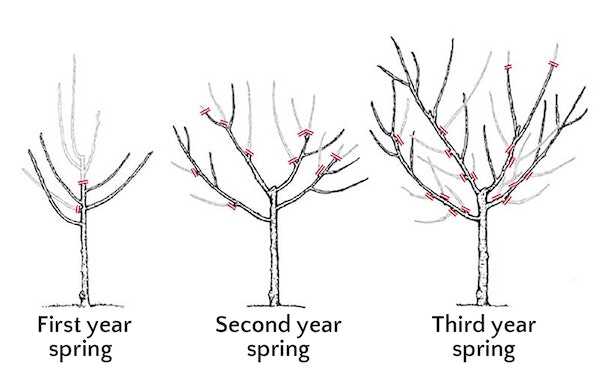 5. Consider the Tree's Form