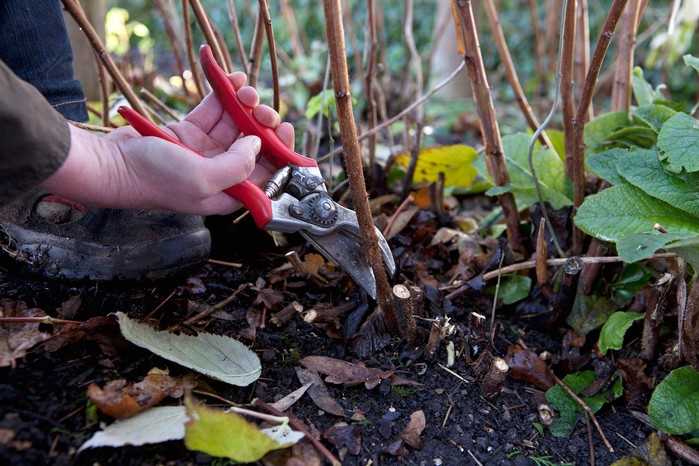 Common Mistakes to Avoid During Autumn Pruning of Ornamental Shrubs