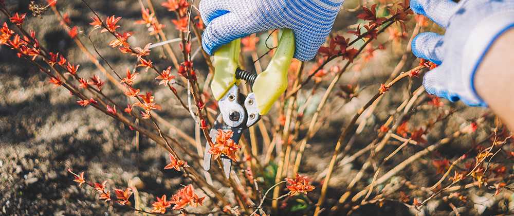 Why is Autumn Pruning Important for Ornamental Shrubs?