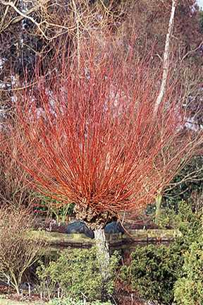 When is the Best Time to Prune Ornamental Shrubs in Autumn?