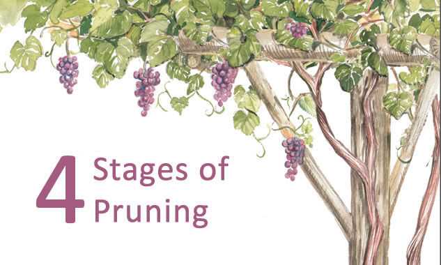 2. Prune for Balance