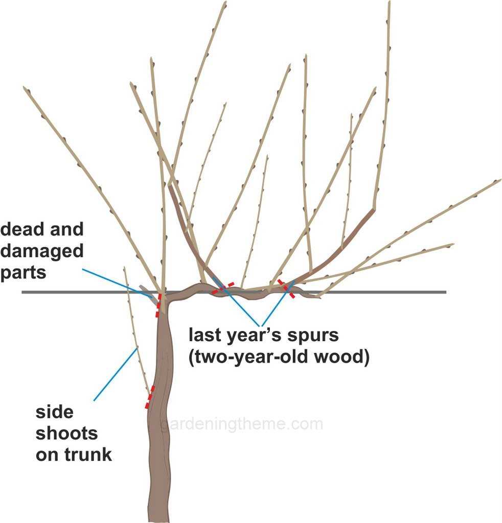  Pruning Dense Canopy 