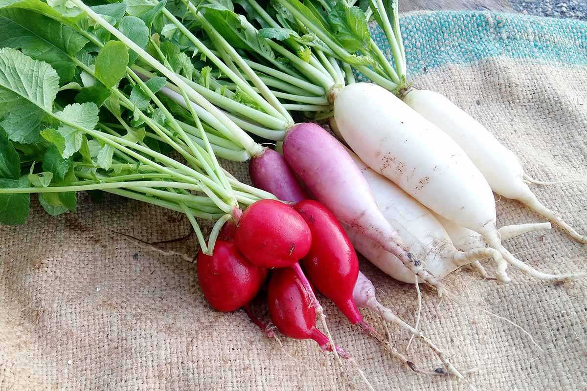 Best radish varieties for autumn sowing