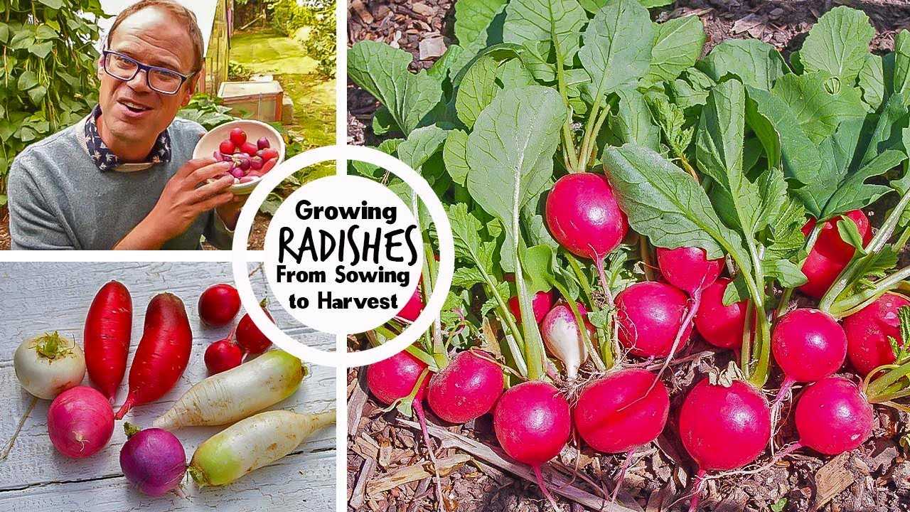 autumn sowing of radishes what is the difference hv80d5yu