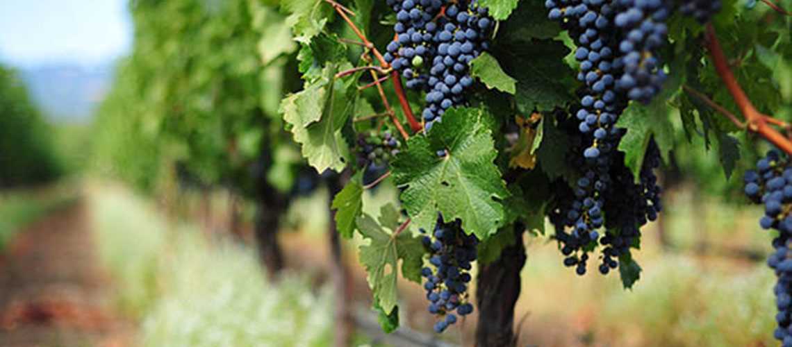 Autumn Treatment of Grapes with Iron Sulfate