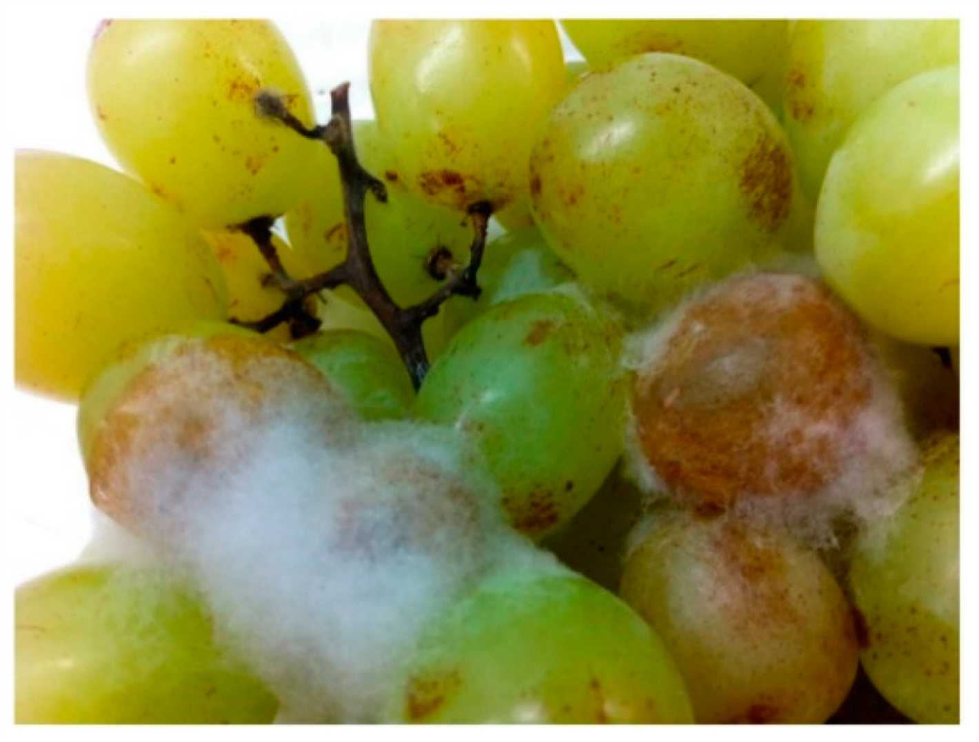 Control of Grape Diseases