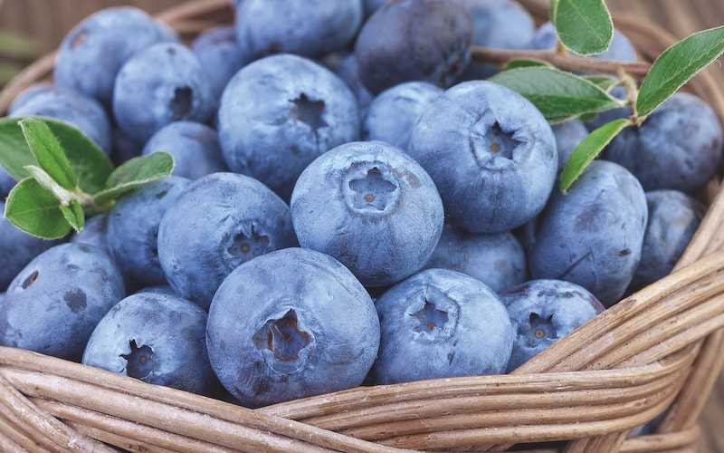 Preparing Your Garden for Blueberry Planting