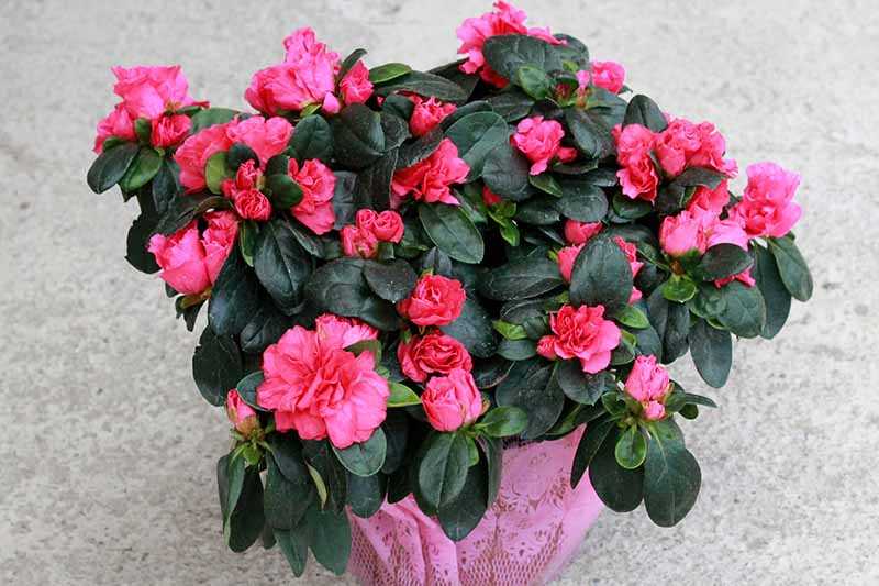 Watering Tips for Azalea Plants