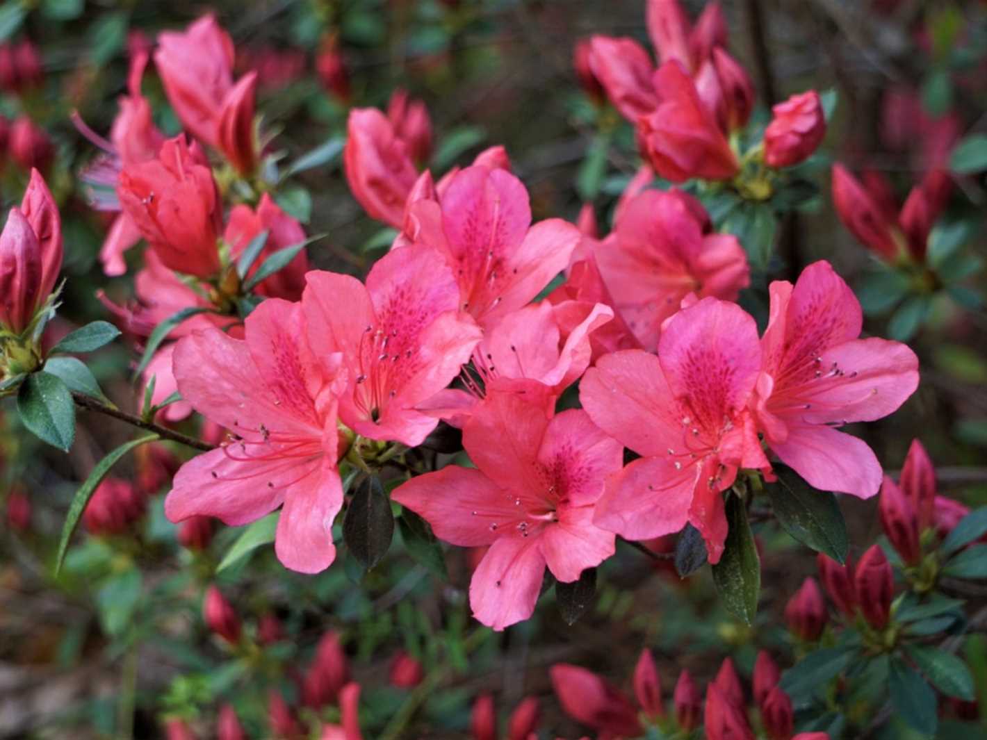 azalea how to care 58hrkhhd