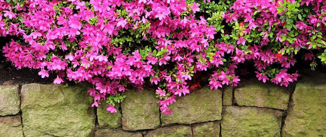 azalea planting and care at home