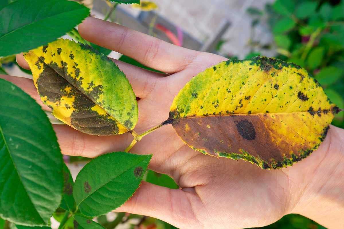 Leaf Spotting