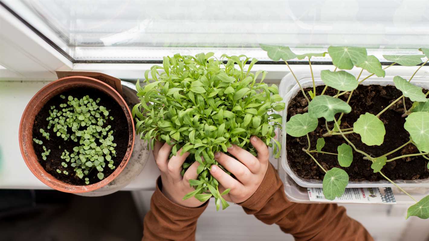 1. Watering Indoor Basil Plants