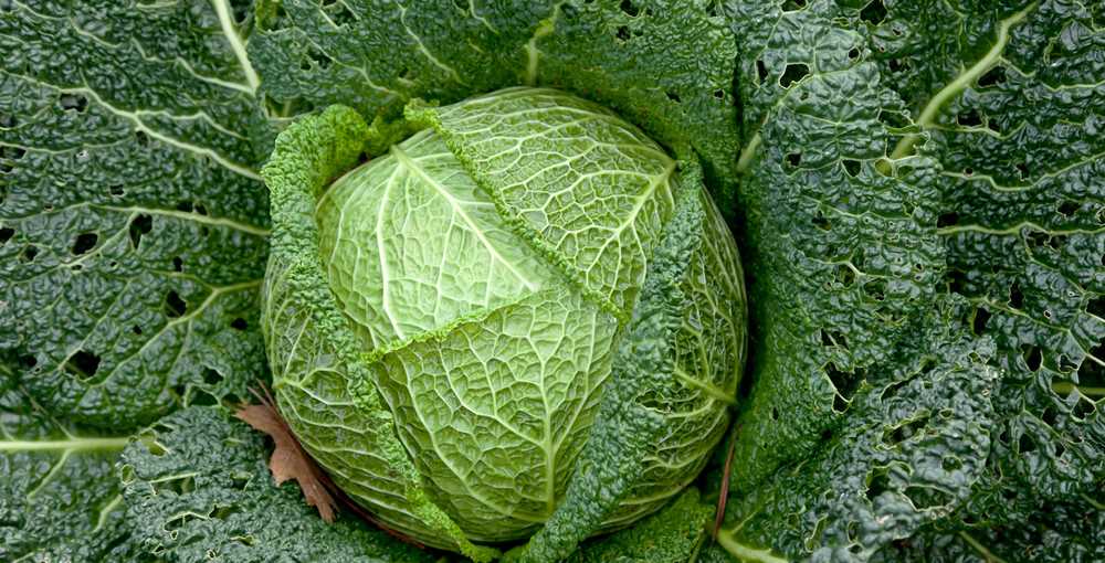 be sure to sow this unusual cabbage a guide from