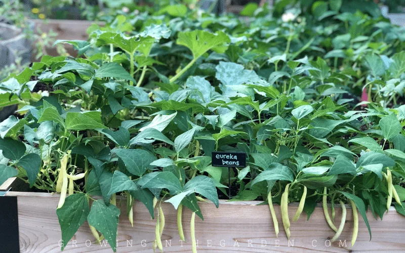 Varieties of Beans