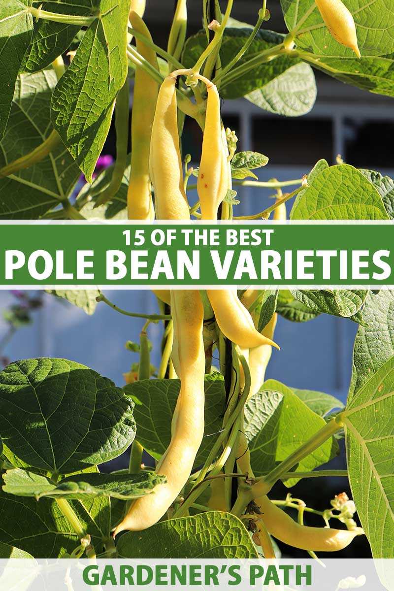 Sowing and Caring for Bean Plants