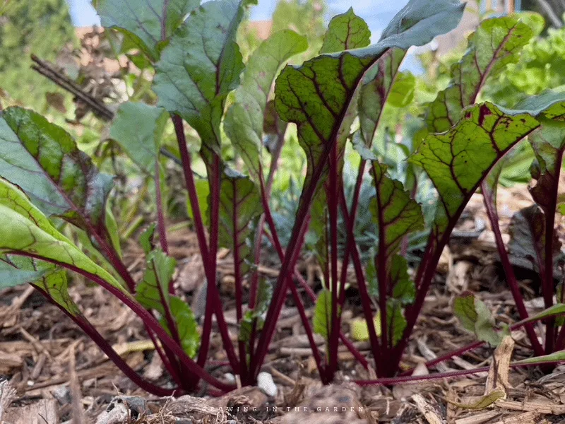 Harvesting and Storing Winter Beetroot