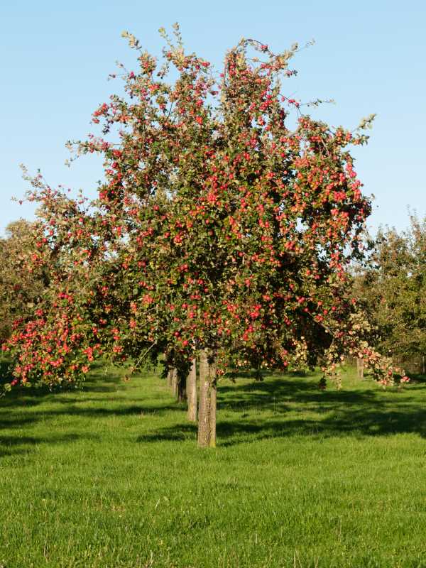 6. Pruning Cuts