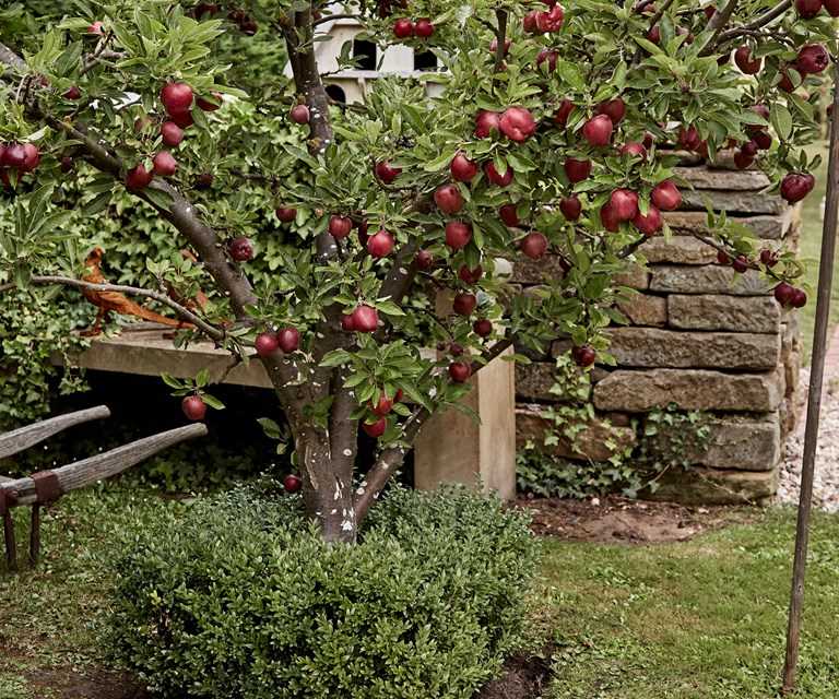 Pests and Diseases That Affect Bell-shaped Apple Tree