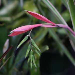 Pruning and Propagating Bilbergia Plants