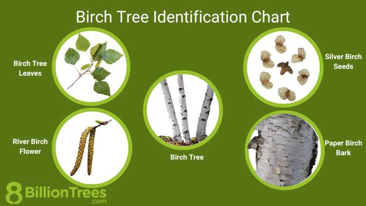 Threats to Birch Tree Populations