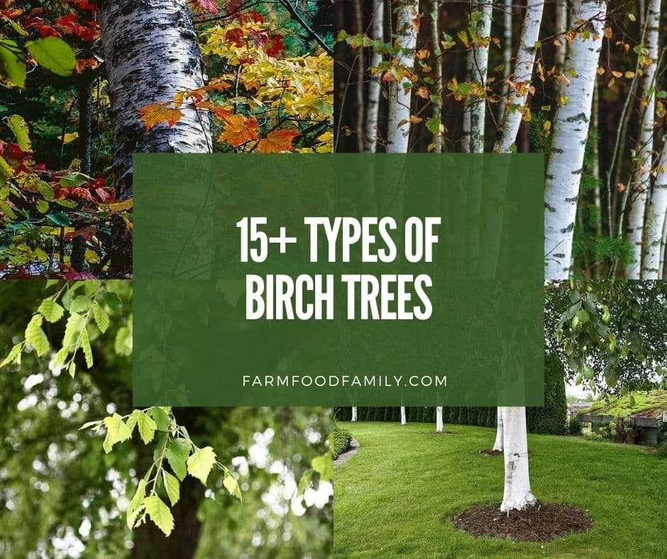 1. Paper Birch (Betula papyrifera)