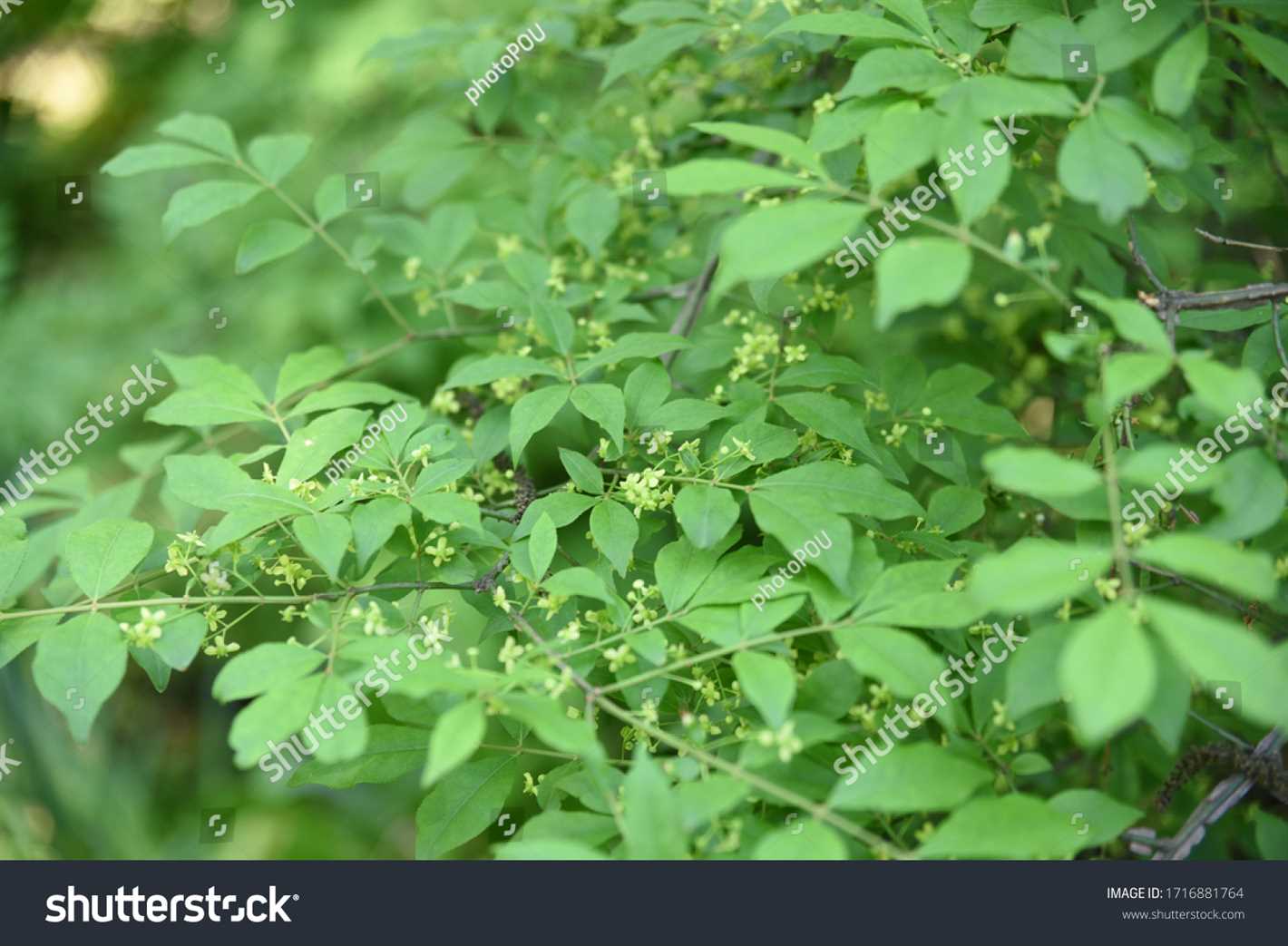 Birch Leaves: Characteristics and Uses