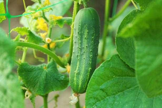 The Science Behind Bitterness in Cucumbers