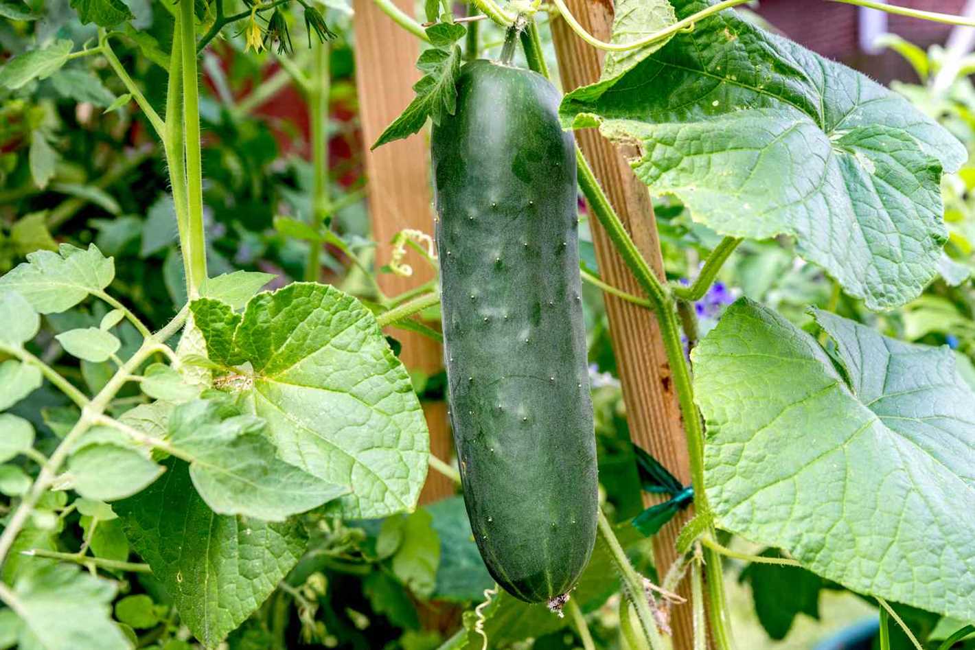 The Future of Bitter Cucumber Research