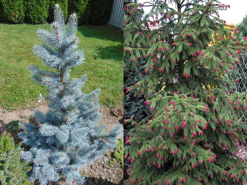 Preparing Blue Spruce Cones for Germination