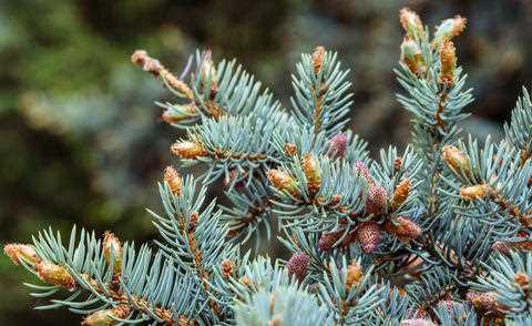 How to Collect Blue Spruce Cones