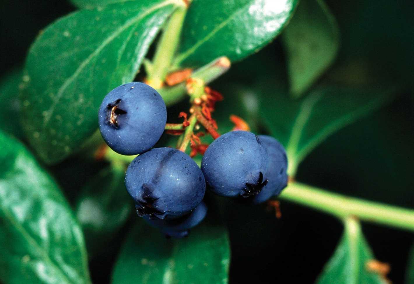 blueberries properties cultivation types htq00ldy