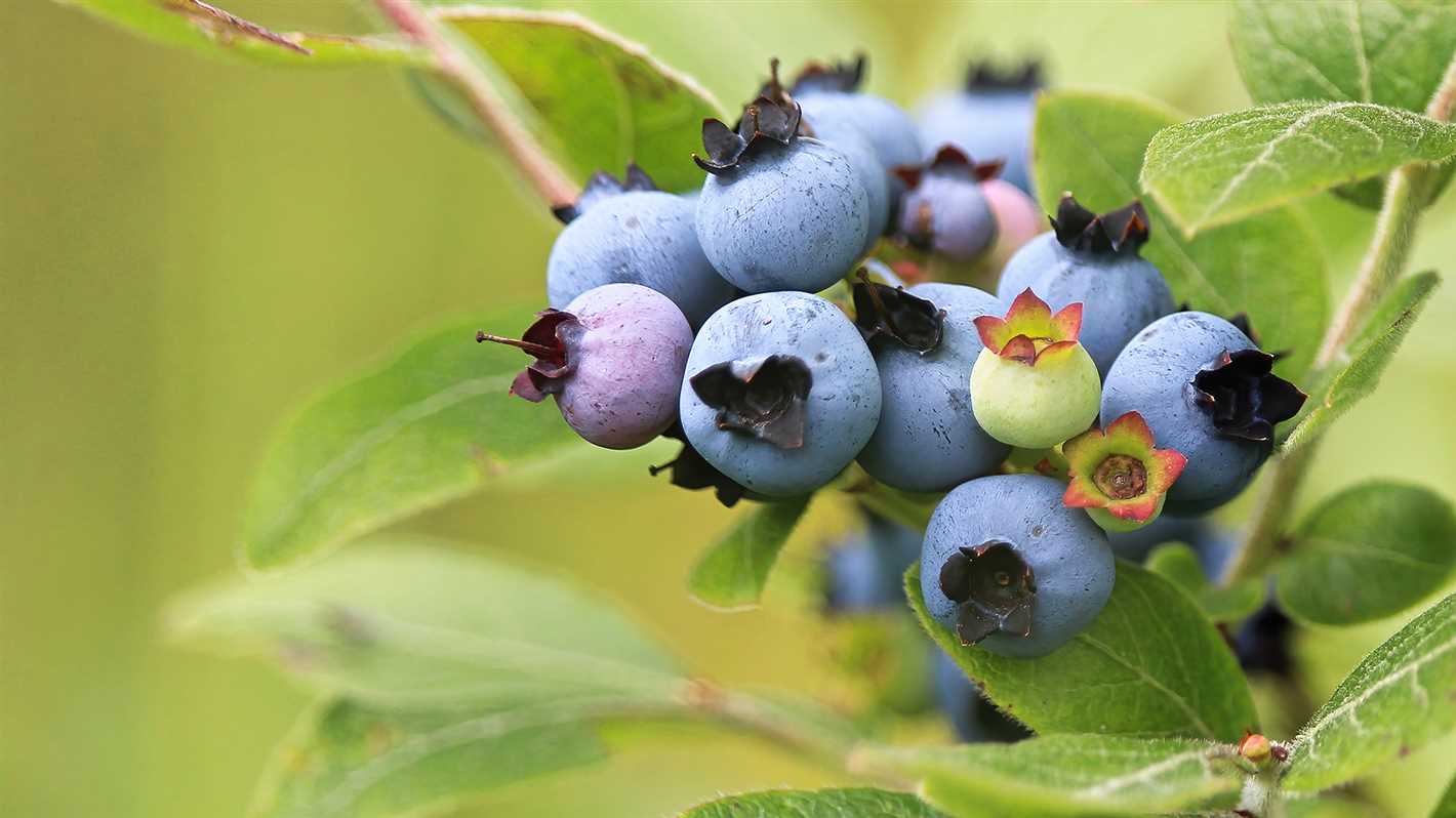 Blueberries in Popular Culture