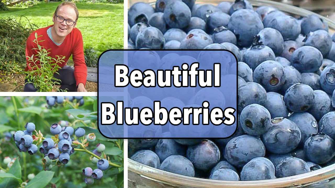 Benefits and Nutritional Properties of Blueberries