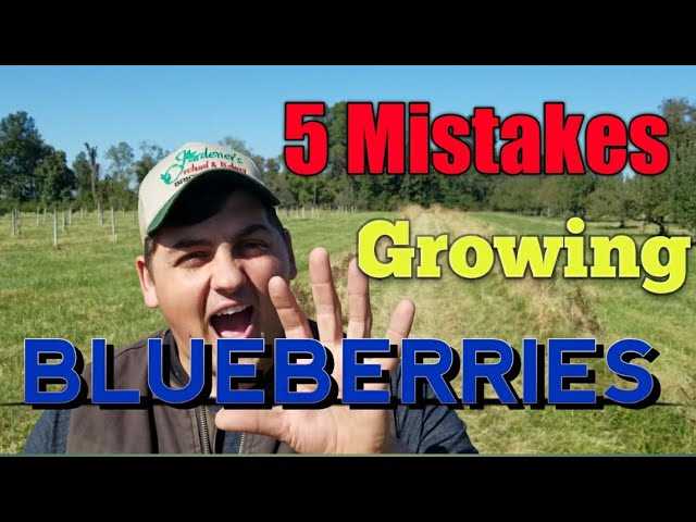 blueberries work on mistakes what to consider wh iiump47z