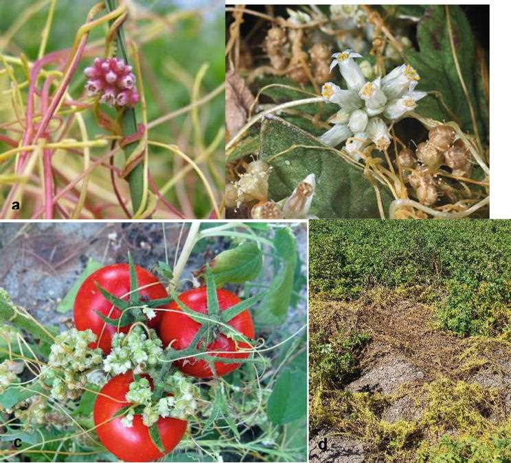 Chemical and Biological Control of Borschevik