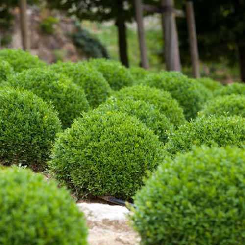 boxwood growing propagation types and varieties clln7k9t