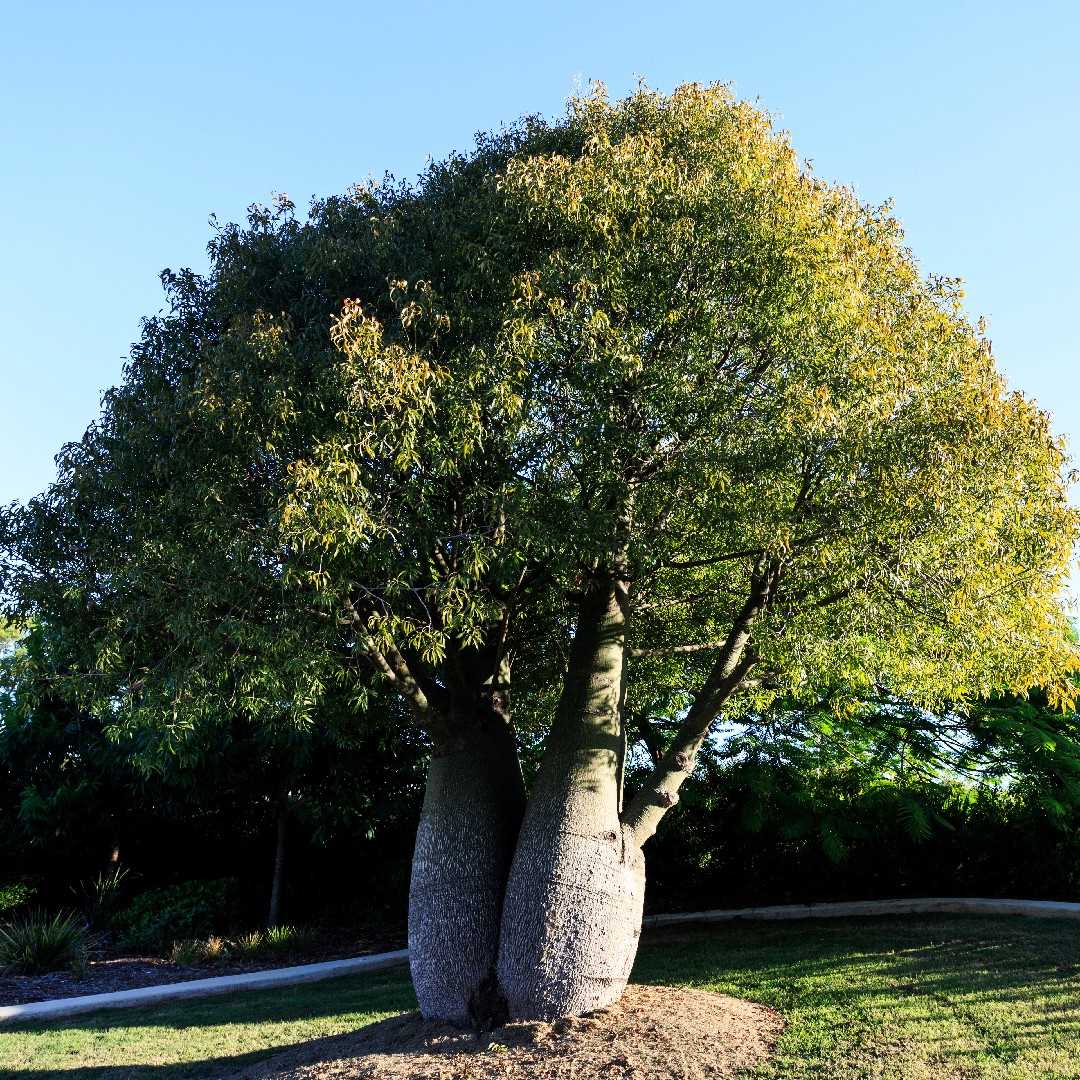 9. Are Brachychiton trees invasive?